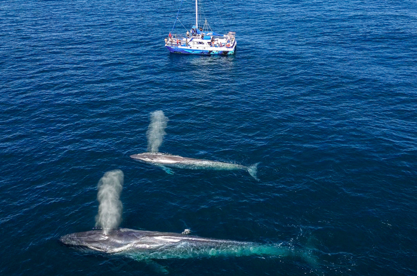 Gray whales spouting water near whale watching boat in Laguna Beach, aerial view of marine wildlife encounter