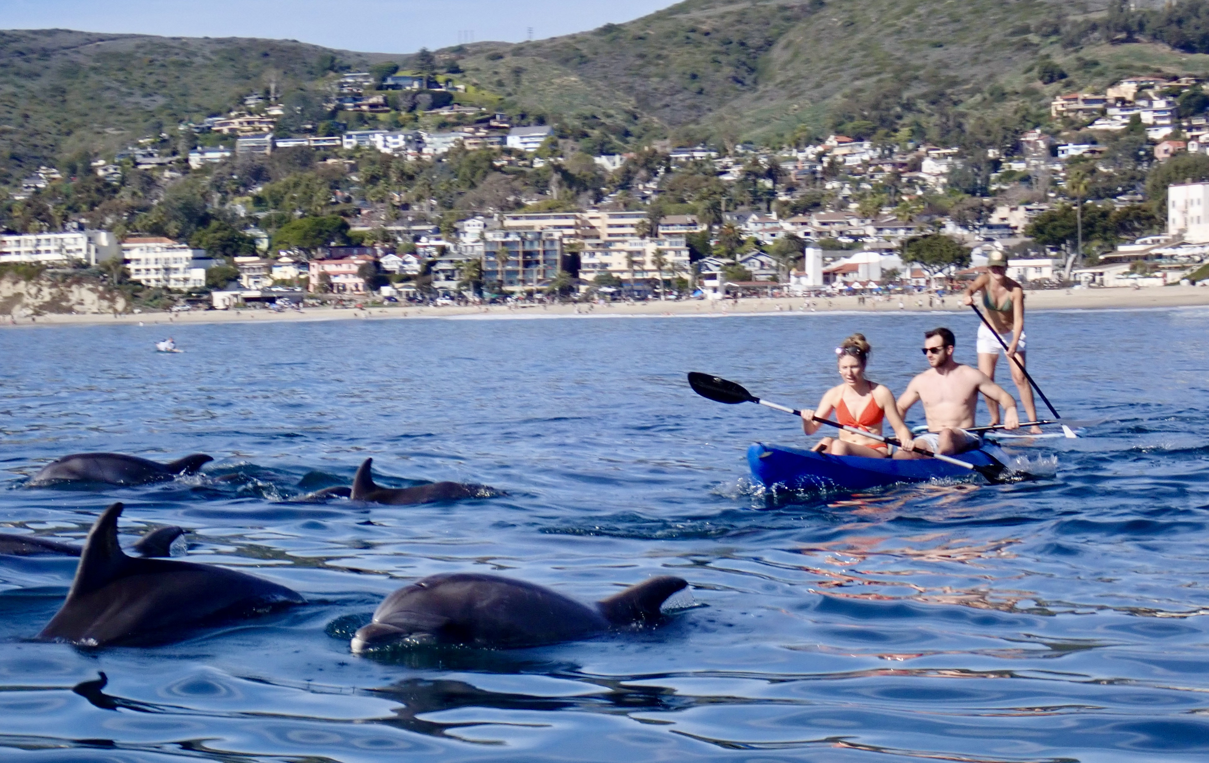 Kayakers encountering pod of dolphins in calm blue water with Laguna Beach coastline in background