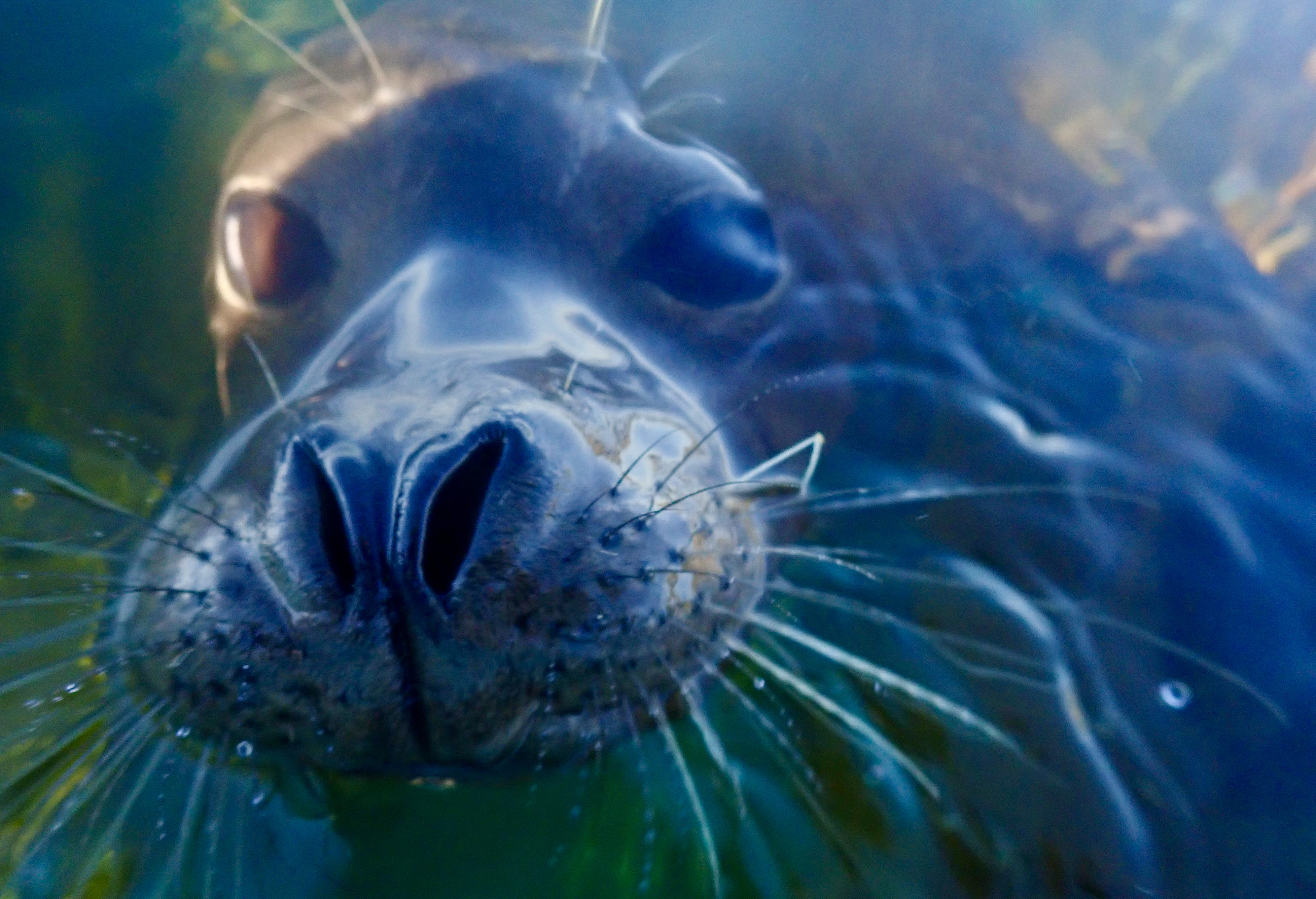 Extreme close-up of harbor seal face underwater with whiskers and expressive eyes