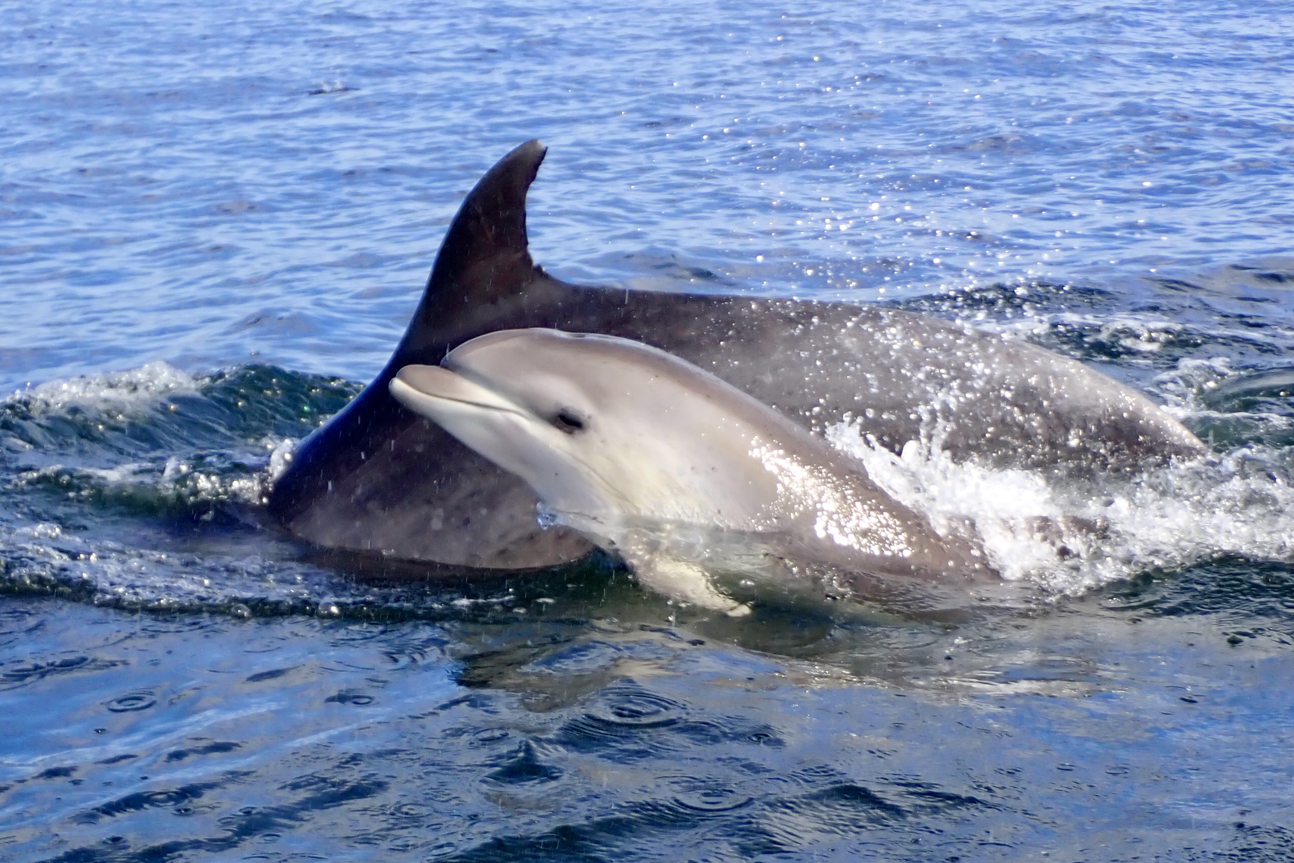 Baby dolphin calf swimming alongside mother in sparkling blue-green water with water droplets